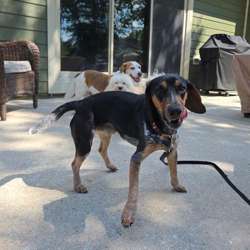 Enlarge Earl, a Adoptable Beagle in Toledo, OH image 4/6