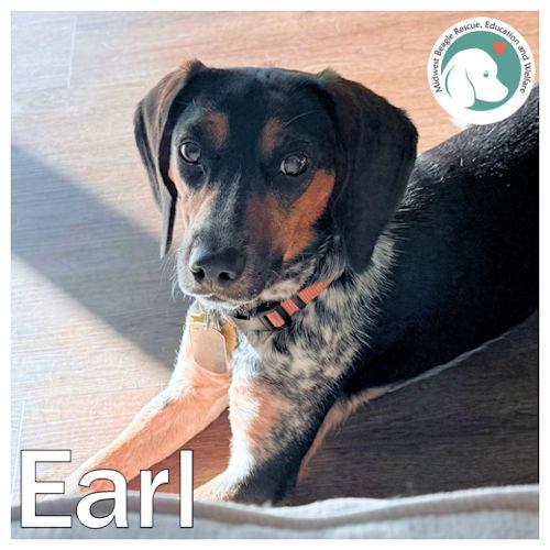 Earl, Adoptable, Young Male Beagle.