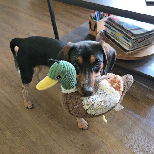 Enlarge Earl, a Adoptable Beagle in Toledo, OH image 3/6