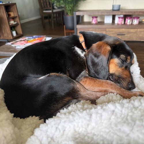 Enlarge Earl, a Adoptable Beagle in Toledo, OH image 5/6