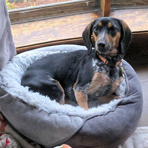 Enlarge Earl, a Adoptable Beagle in Toledo, OH image 2/6