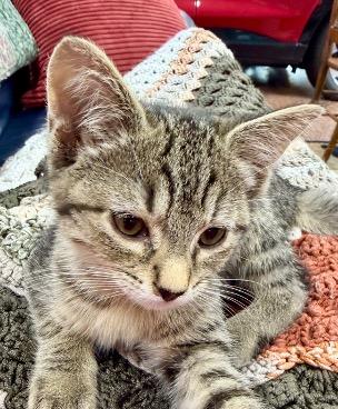 Chewy and Solo, a ADOPTABLE Domestic Short Hair in Cincinnati, OH image 2/4