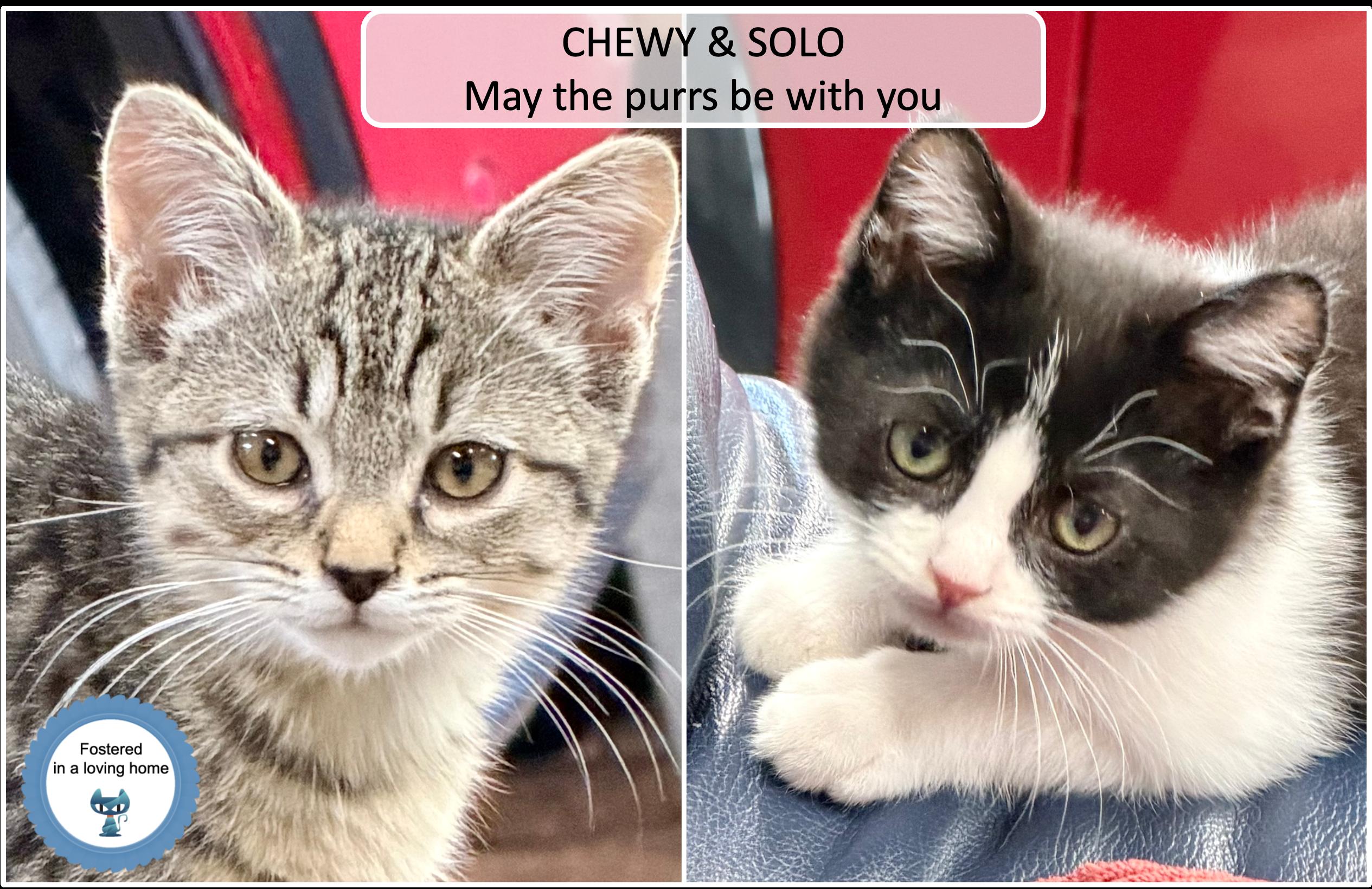 Chewy and Solo, ADOPTABLE, Kitten Male Domestic Short Hair.