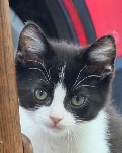 Chewy and Solo, a ADOPTABLE Domestic Short Hair in Cincinnati, OH image 3/4