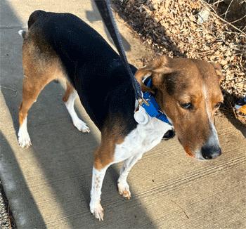 Enlarge Wynnie, a Adoptable mixed breed in West Decatur, PA image 4/6