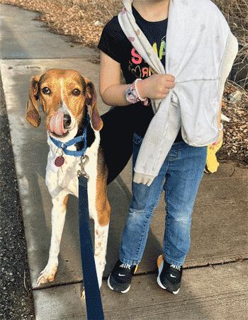 Wynnie, Adoptable, Adult Female Hound.