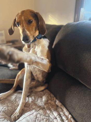 Wynnie, Adoptable, Adult Female Hound.