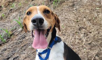 Enlarge Wynnie, a Adoptable mixed breed in West Decatur, PA image 5/6