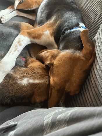 Enlarge Wynnie, a Adoptable mixed breed in West Decatur, PA image 5/6