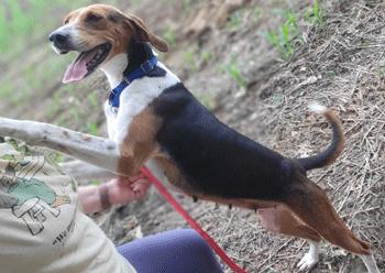 Wynnie, Adoptable, Adult Female Hound.