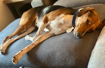 Enlarge Wynnie, a Adoptable mixed breed in West Decatur, PA image 2/6