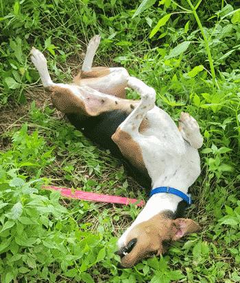 Enlarge Wynnie, a Adoptable mixed breed in West Decatur, PA image 6/6