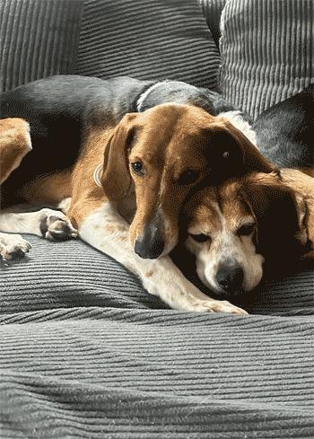 Enlarge Wynnie, a Adoptable mixed breed in West Decatur, PA image 3/6