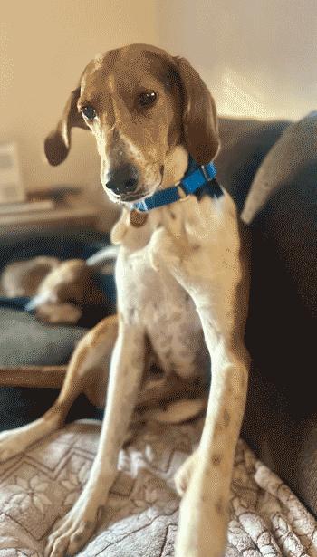 Enlarge Wynnie, a Adoptable mixed breed in West Decatur, PA image 3/6