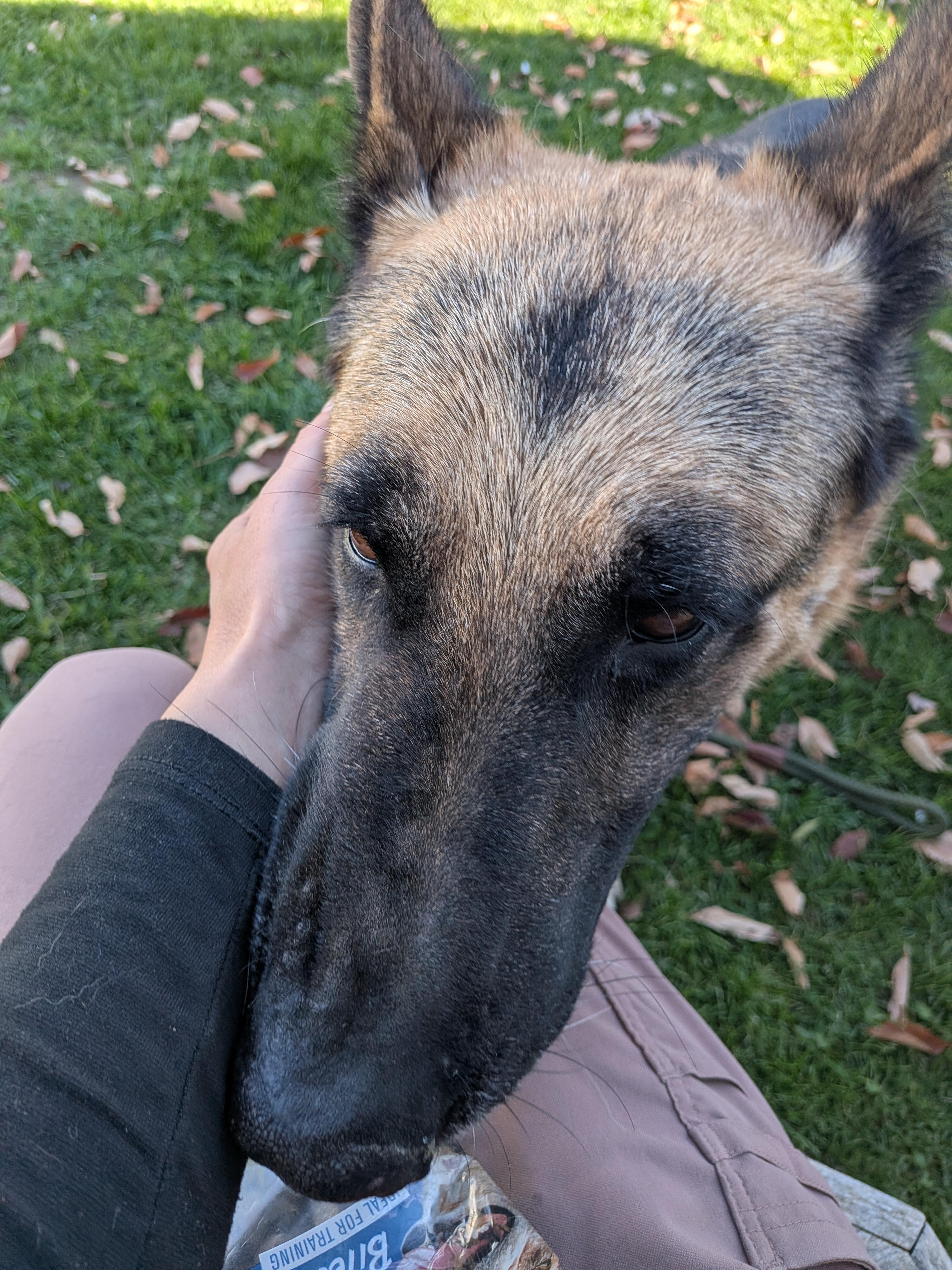 Enlarge Miller, a Adoptable German Shepherd Dog in Hermiston, OR image 3/3