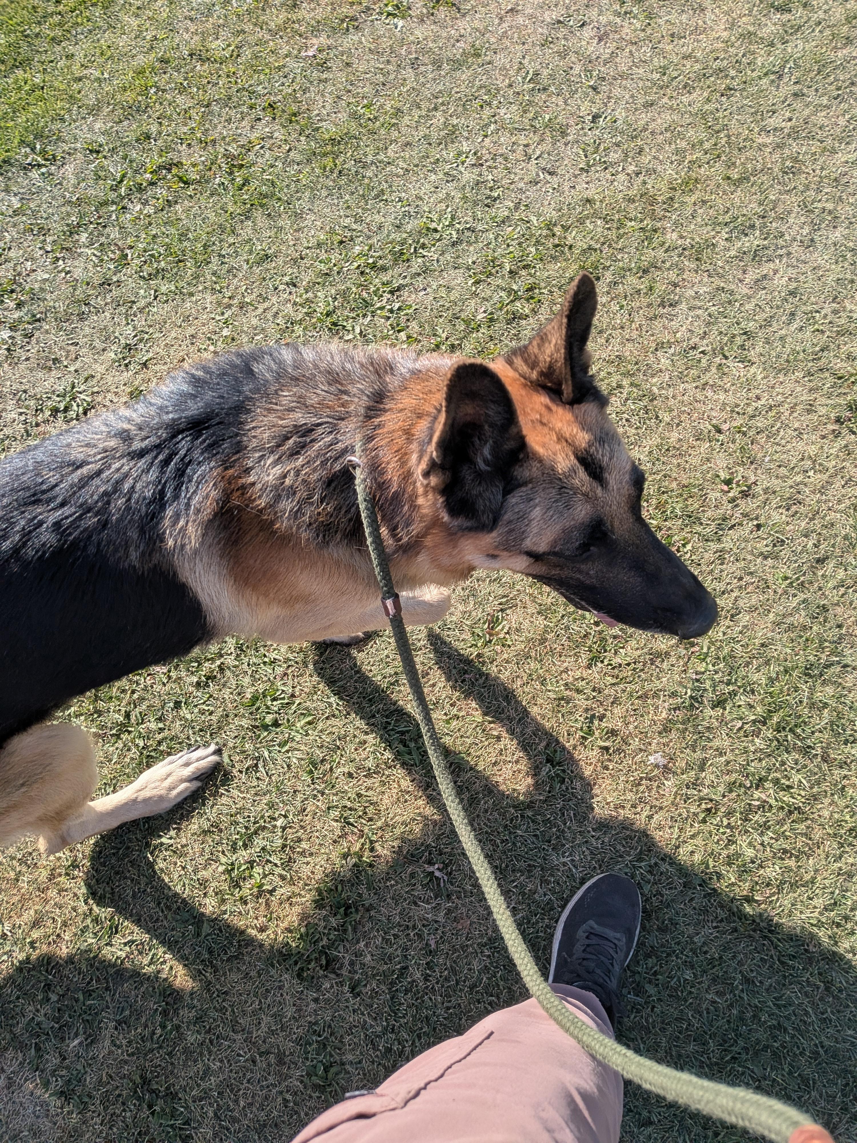 Enlarge Miller, a Adoptable German Shepherd Dog in Hermiston, OR image 2/3