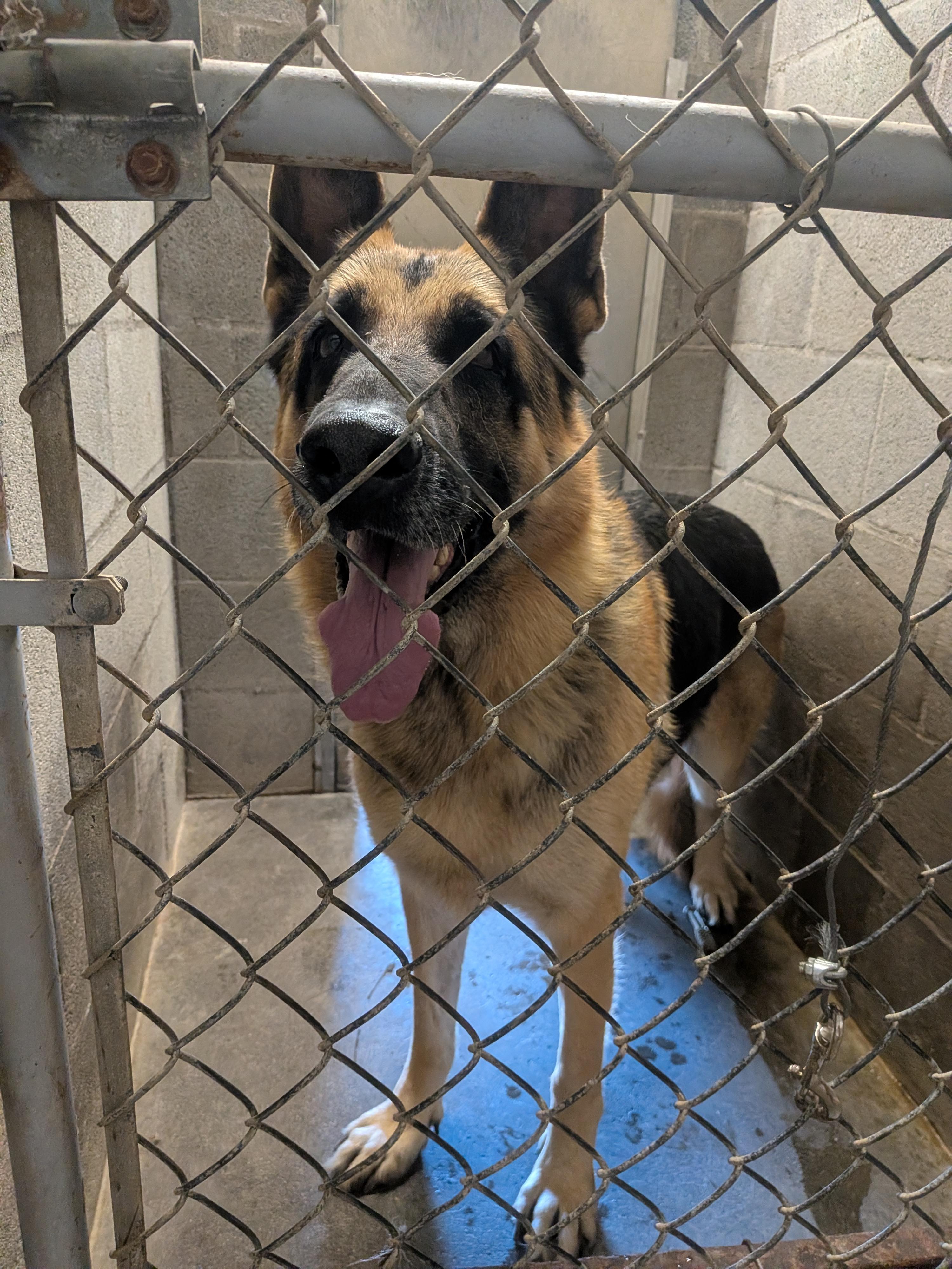 Enlarge Miller, a Adoptable German Shepherd Dog in Hermiston, OR image 1/3