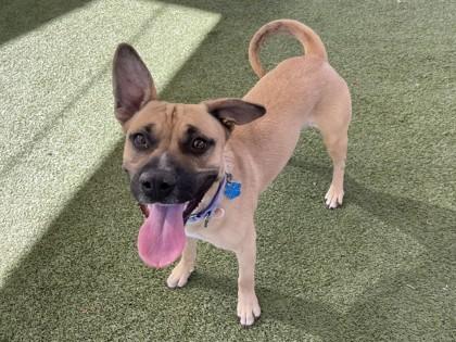 Rainbow, Adoptable, Adult Female Carolina Dog & Pit Bull Terrier.