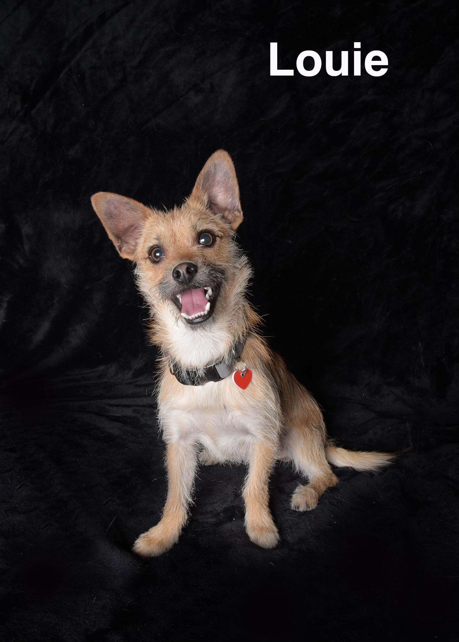 Enlarge Louie, a ADOPTABLE mixed breed in Van Nuys, CA image 1/1