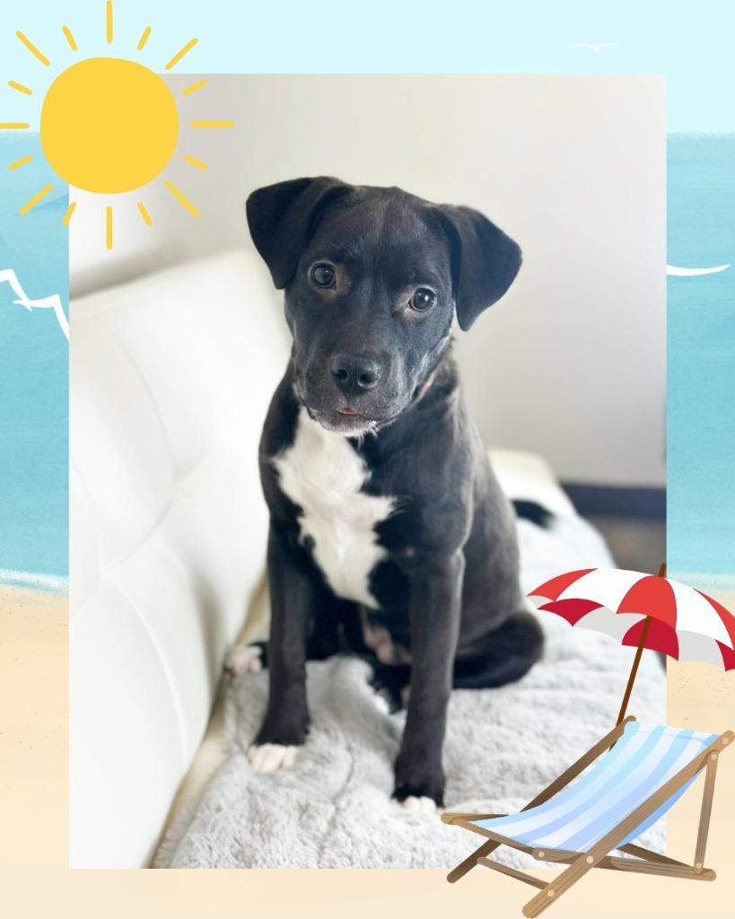 Mariah Carey - Summer Lovin' Promo, a Adoptable mixed breed in Savage, MN image 1/6