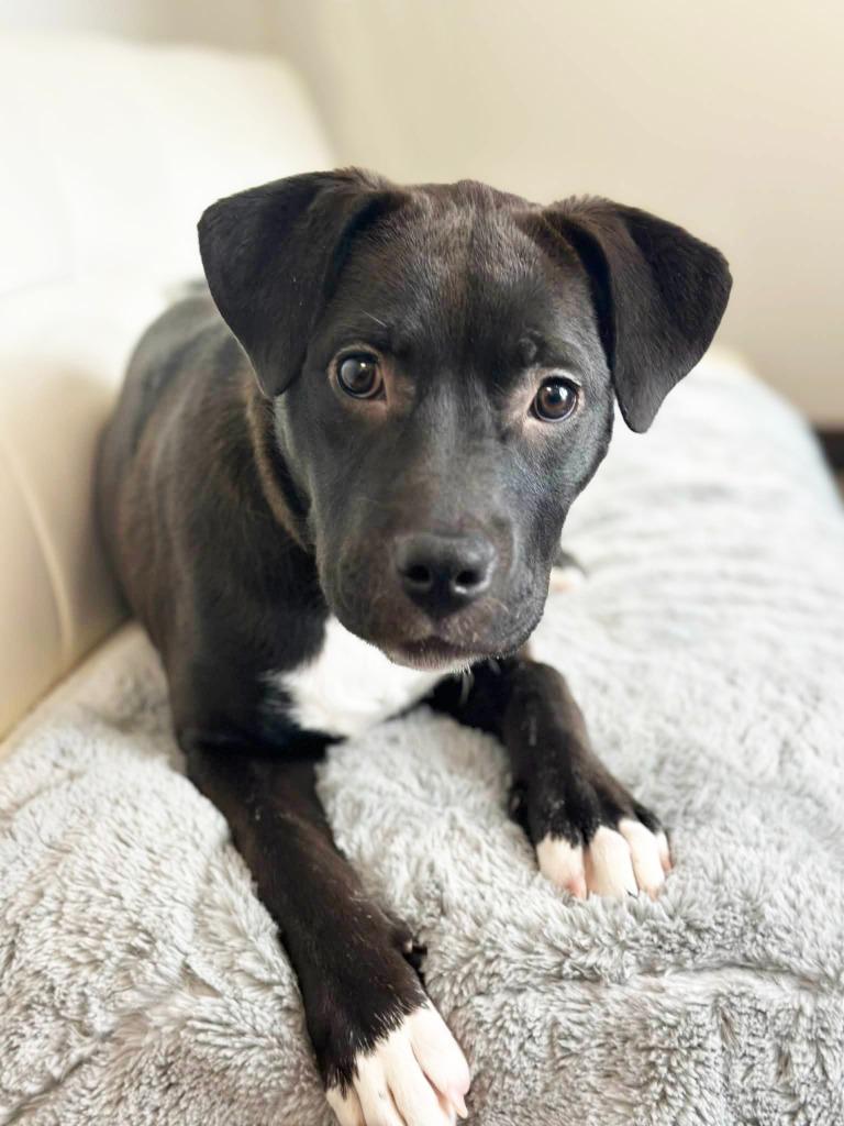 Mariah Carey, a Adoptable mixed breed in Savage, MN image 4/5