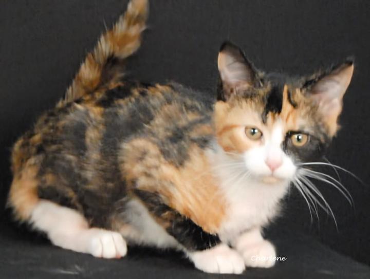 Grape Jelly, adopted, Young Female Calico.