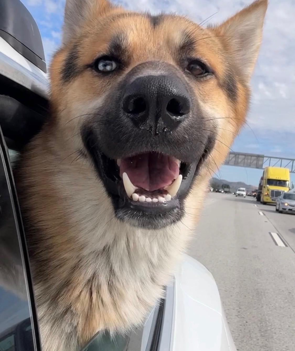 Nate, ADOPTABLE, Adult Male German Shepherd Dog.