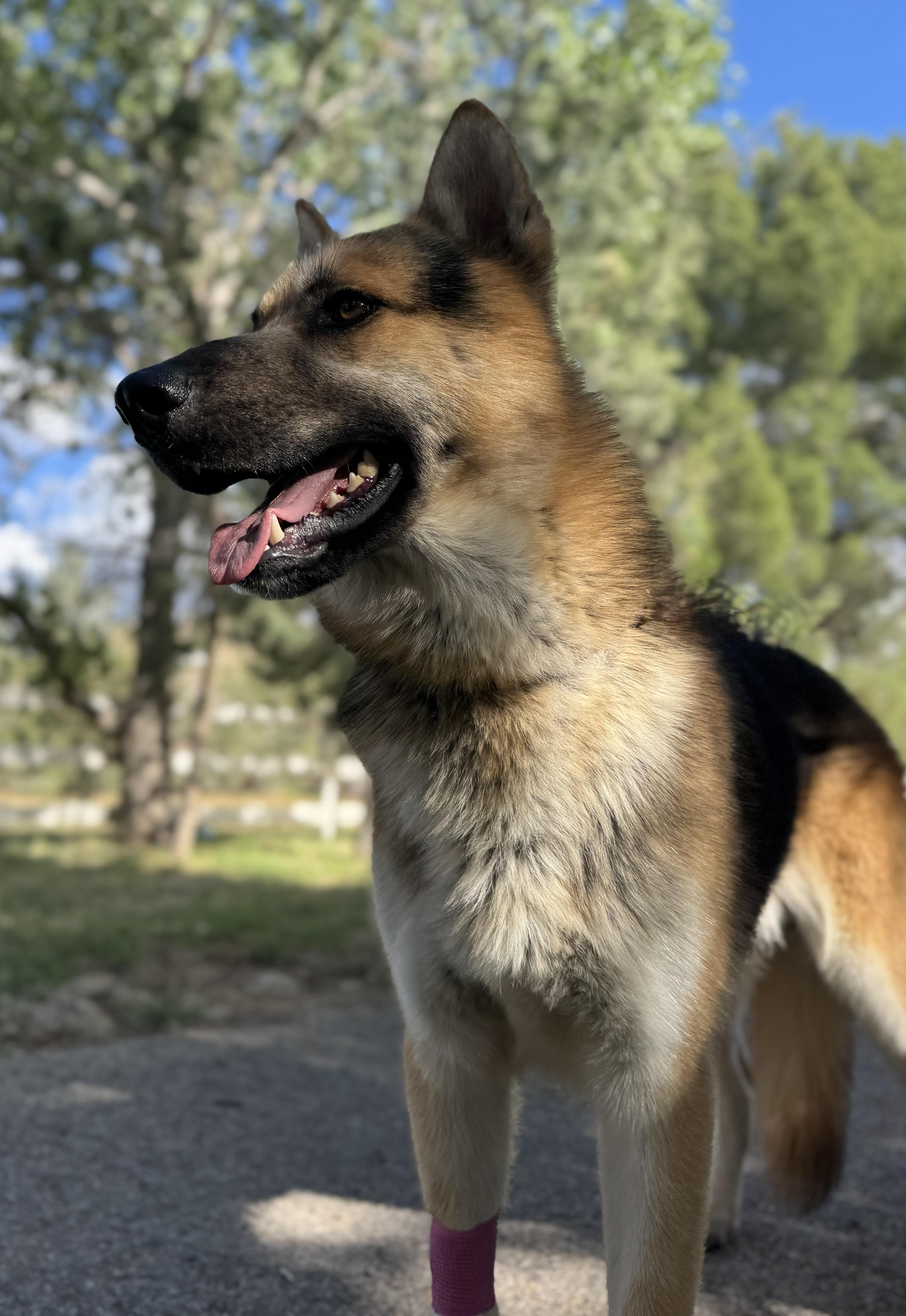 Nate, a ADOPTABLE German Shepherd Dog in Acton, CA image 6/6