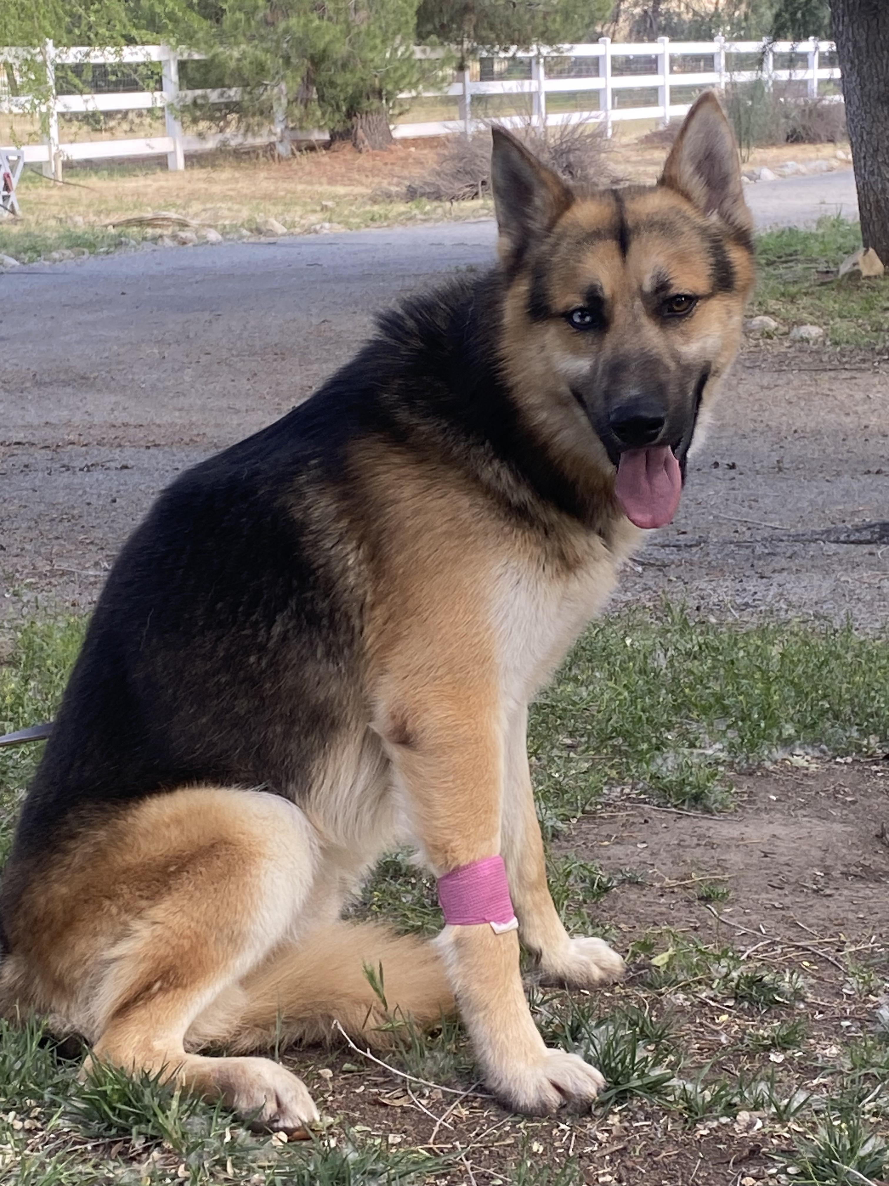 Nate, a ADOPTABLE German Shepherd Dog in Acton, CA image 2/6