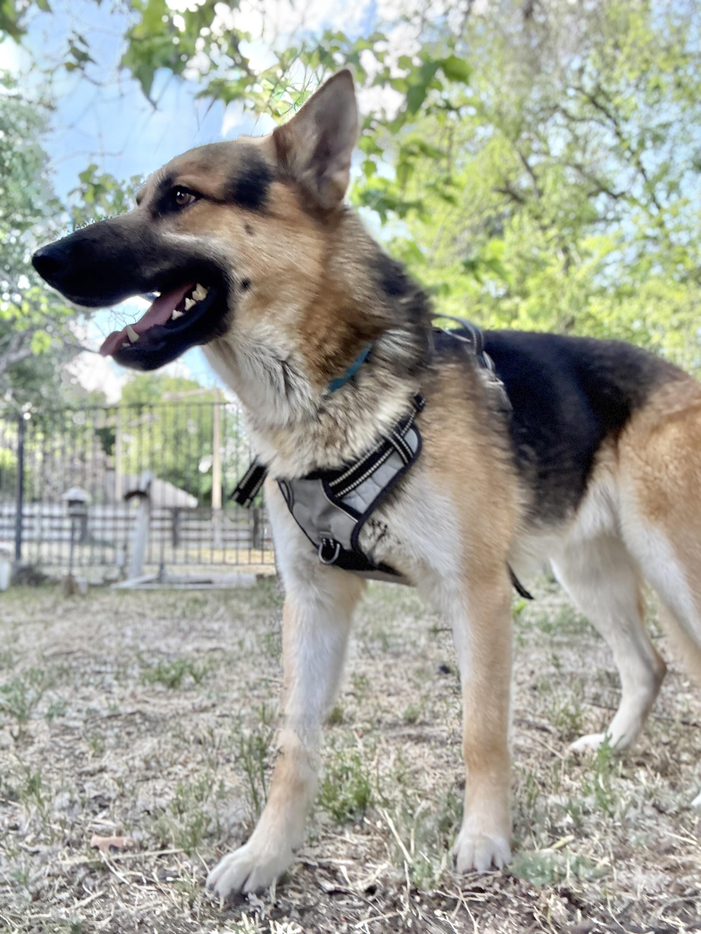Nate, a ADOPTABLE German Shepherd Dog in Acton, CA image 5/6