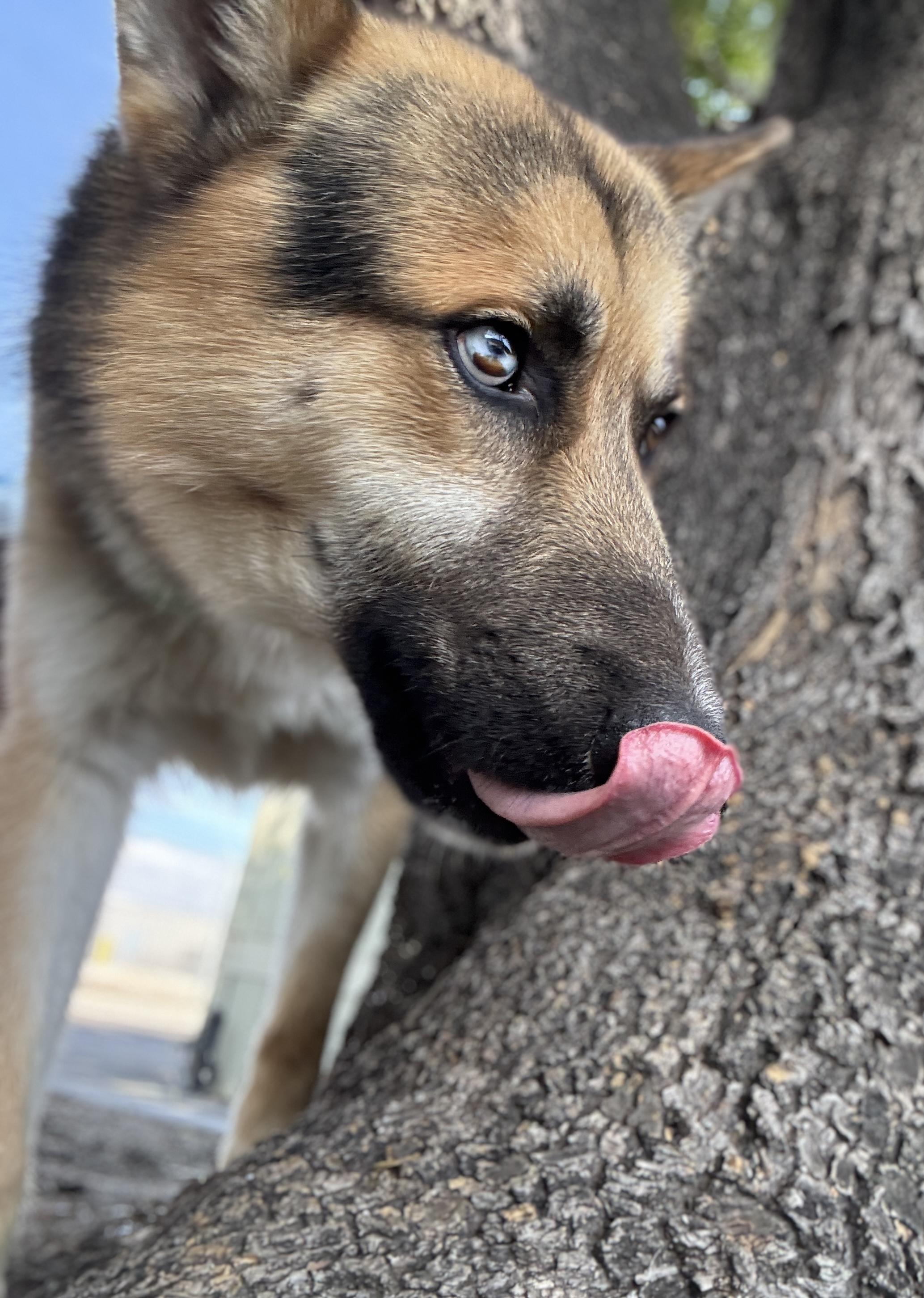 Nate, a ADOPTABLE German Shepherd Dog in Acton, CA image 3/6
