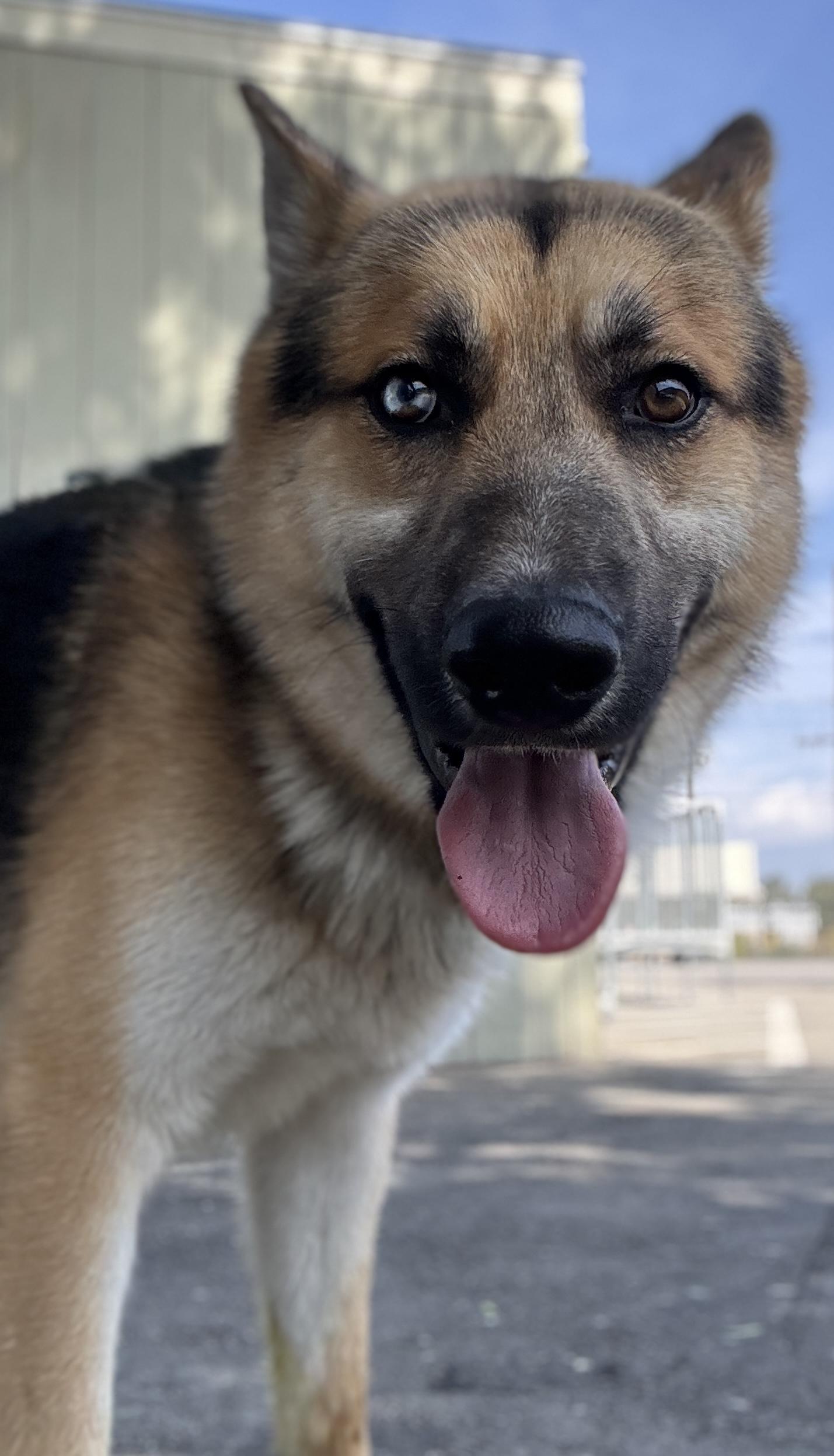 Nate, a ADOPTABLE German Shepherd Dog in Acton, CA image 4/6