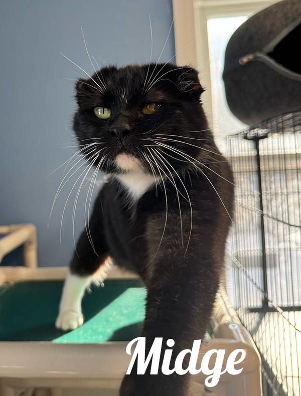 Midge, adopted, Adult Female Domestic Short Hair.
