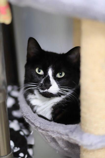 Muffin, Adoptable, Adult Female Domestic Short Hair.