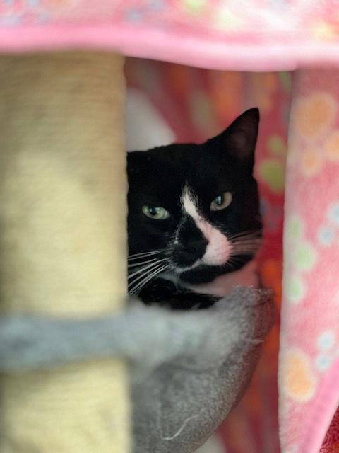 Enlarge Muffin, a Adoptable Domestic Short Hair in Webster, WI image 2/3