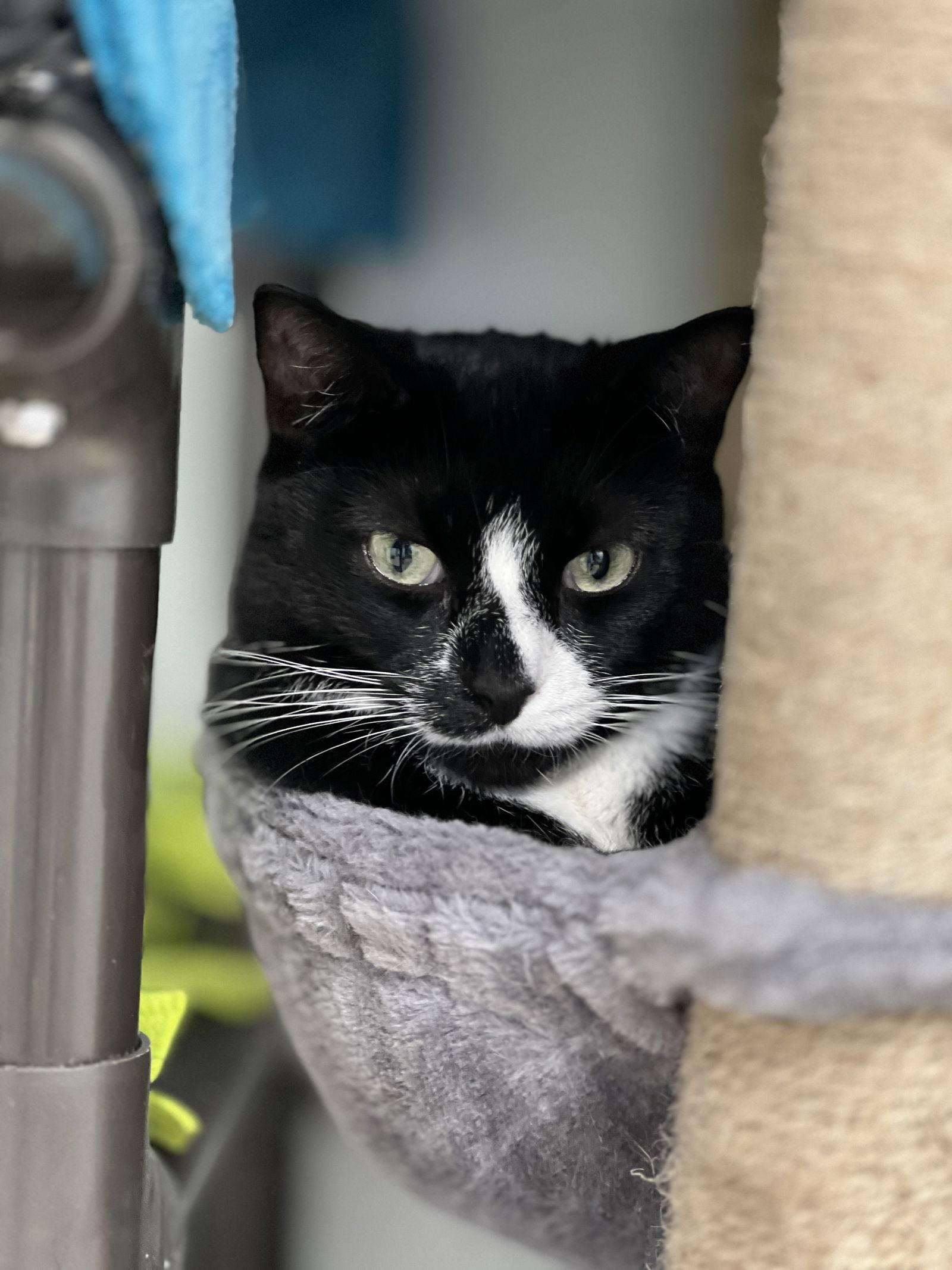 Enlarge Muffin, a Adoptable Domestic Short Hair in Webster, WI image 3/3