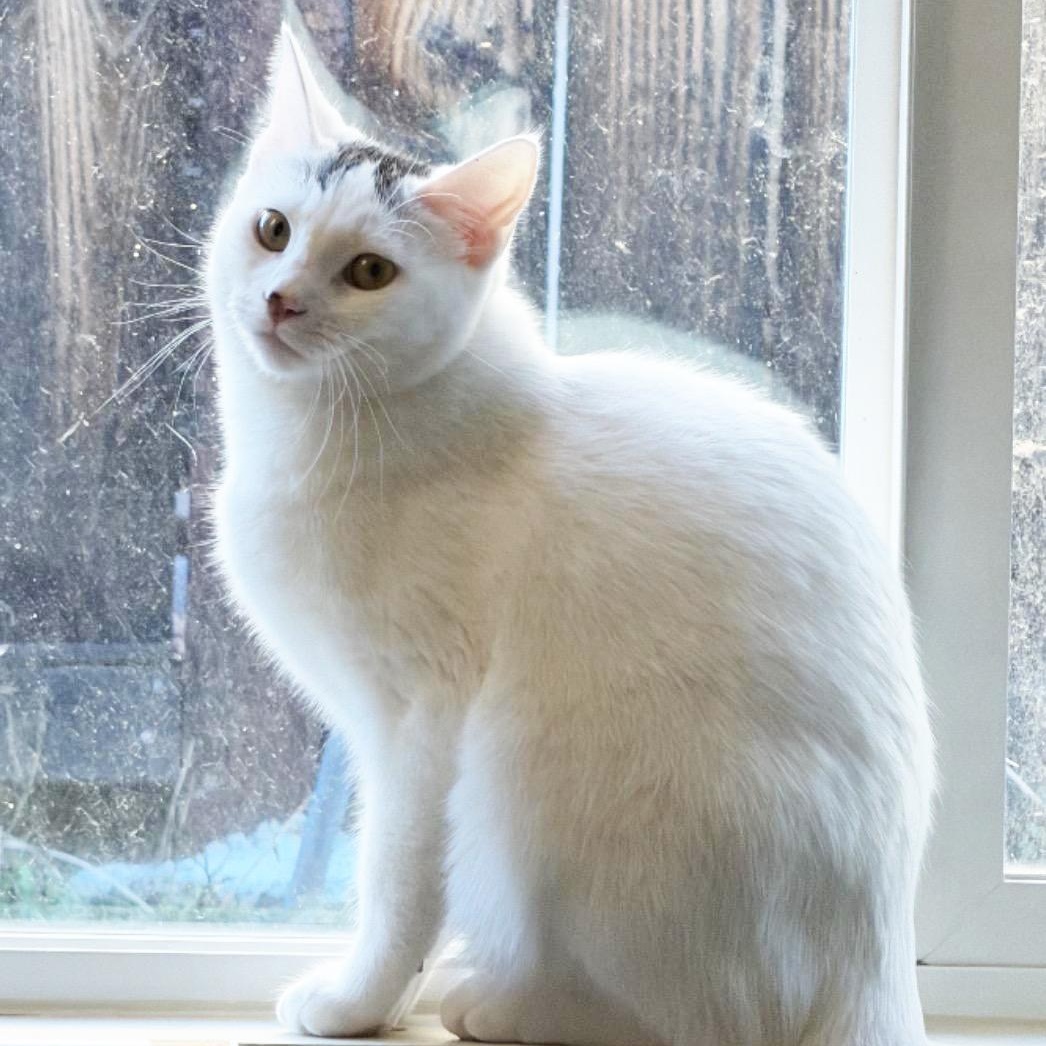 Enlarge Purrlina, a ADOPTABLE Domestic Medium Hair in Murrieta, CA image 1/3