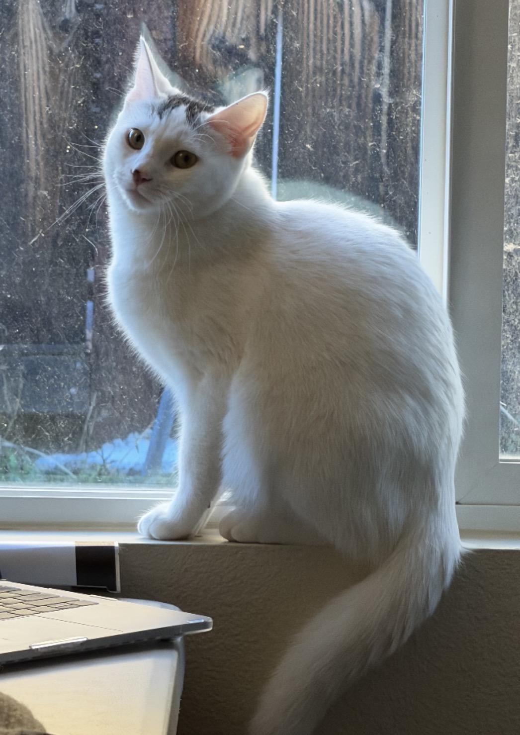 Enlarge Purrlina, a ADOPTABLE Domestic Medium Hair in Murrieta, CA image 1/1