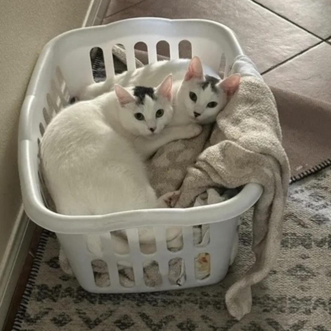 Enlarge Purrlina, a ADOPTABLE Domestic Medium Hair in Murrieta, CA image 3/3