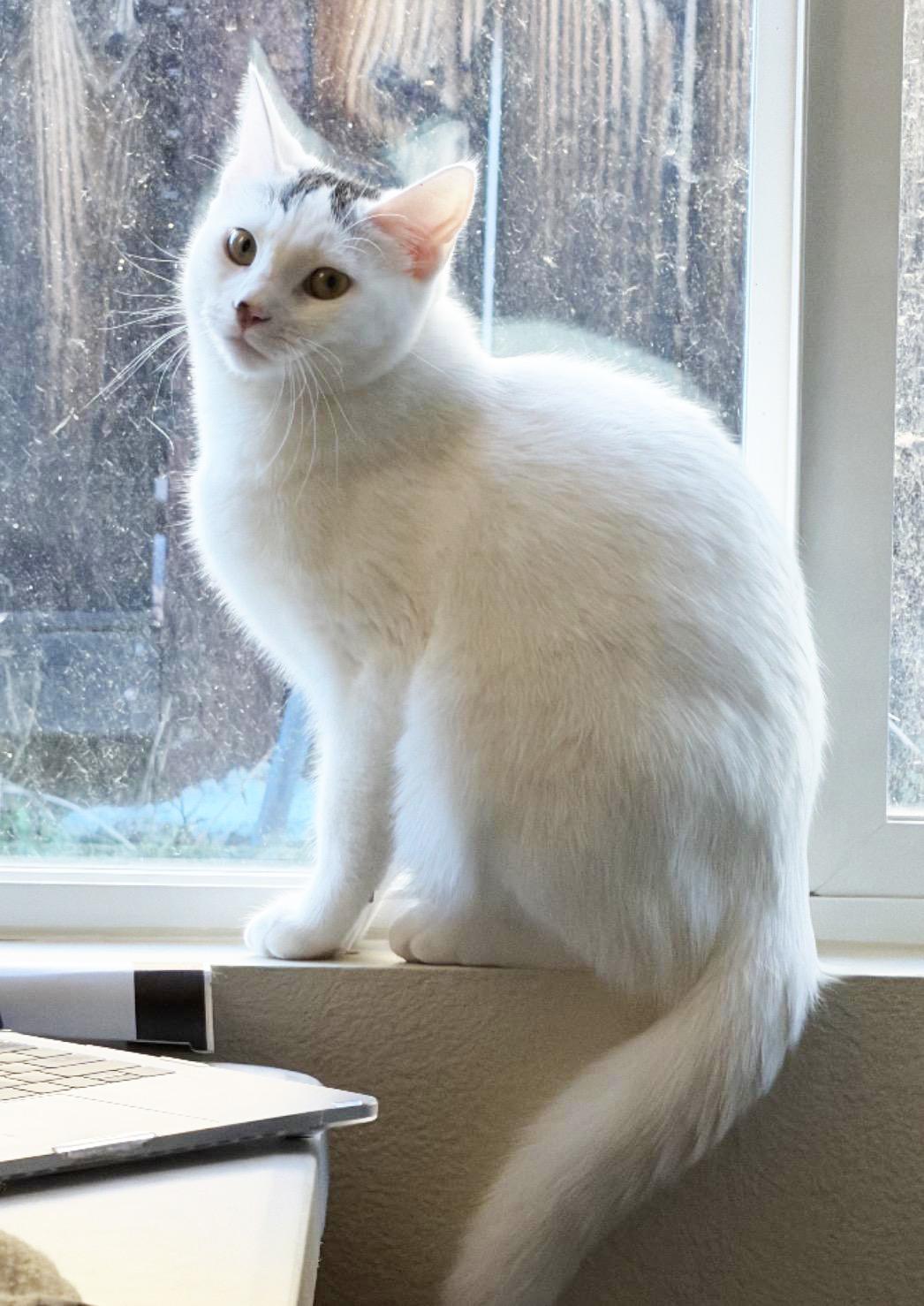 Purrlina, adoptable, Adult Female Domestic Medium Hair.