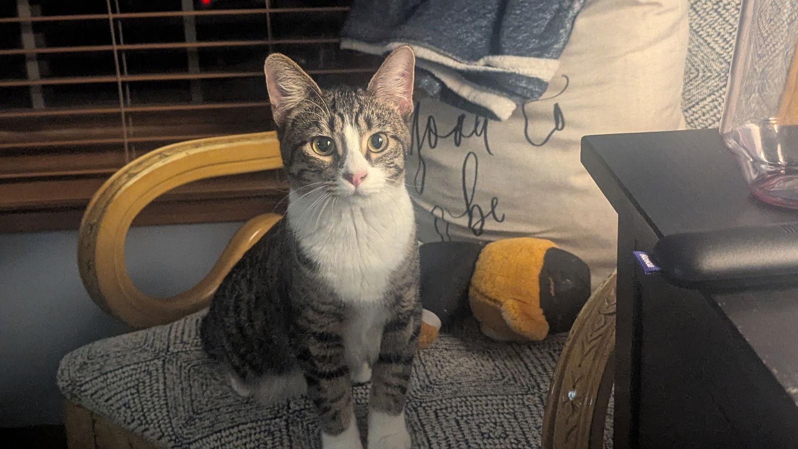 Turkey Tina, Adoptable, Kitten Female Domestic Short Hair.