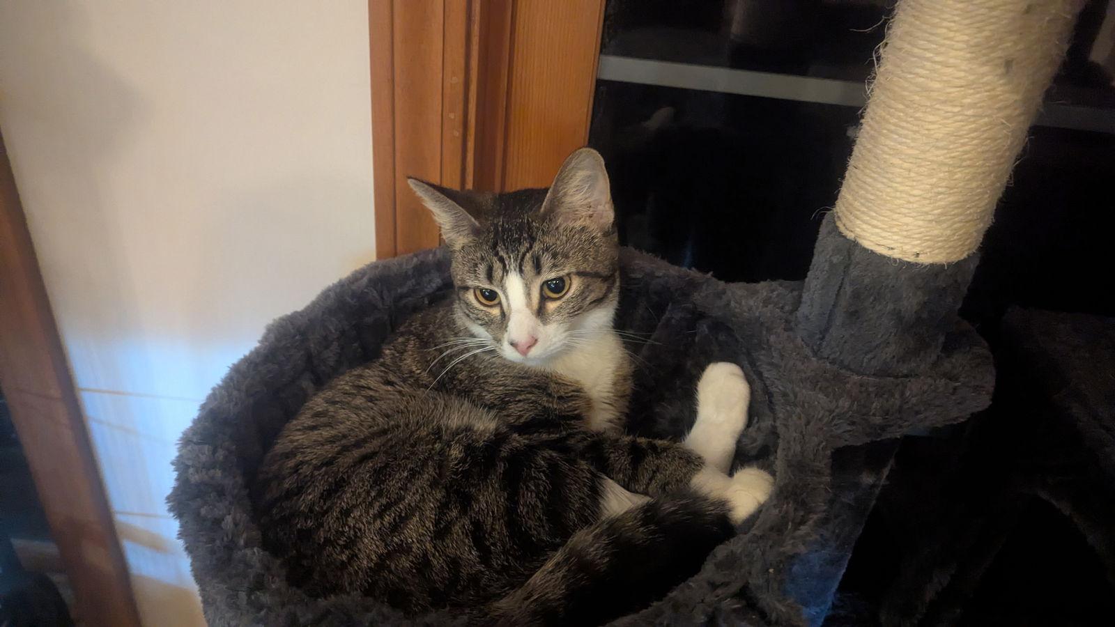 Enlarge Turkey Tina, a Adoptable Domestic Short Hair in hinckley, IL image 2/3