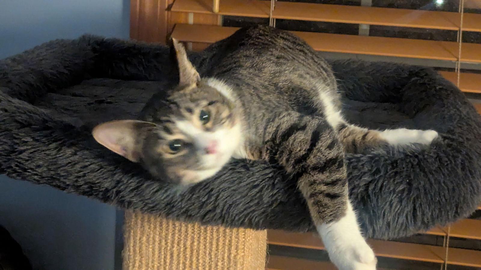 Enlarge Turkey Tina, a Adoptable Domestic Short Hair in hinckley, IL image 2/3