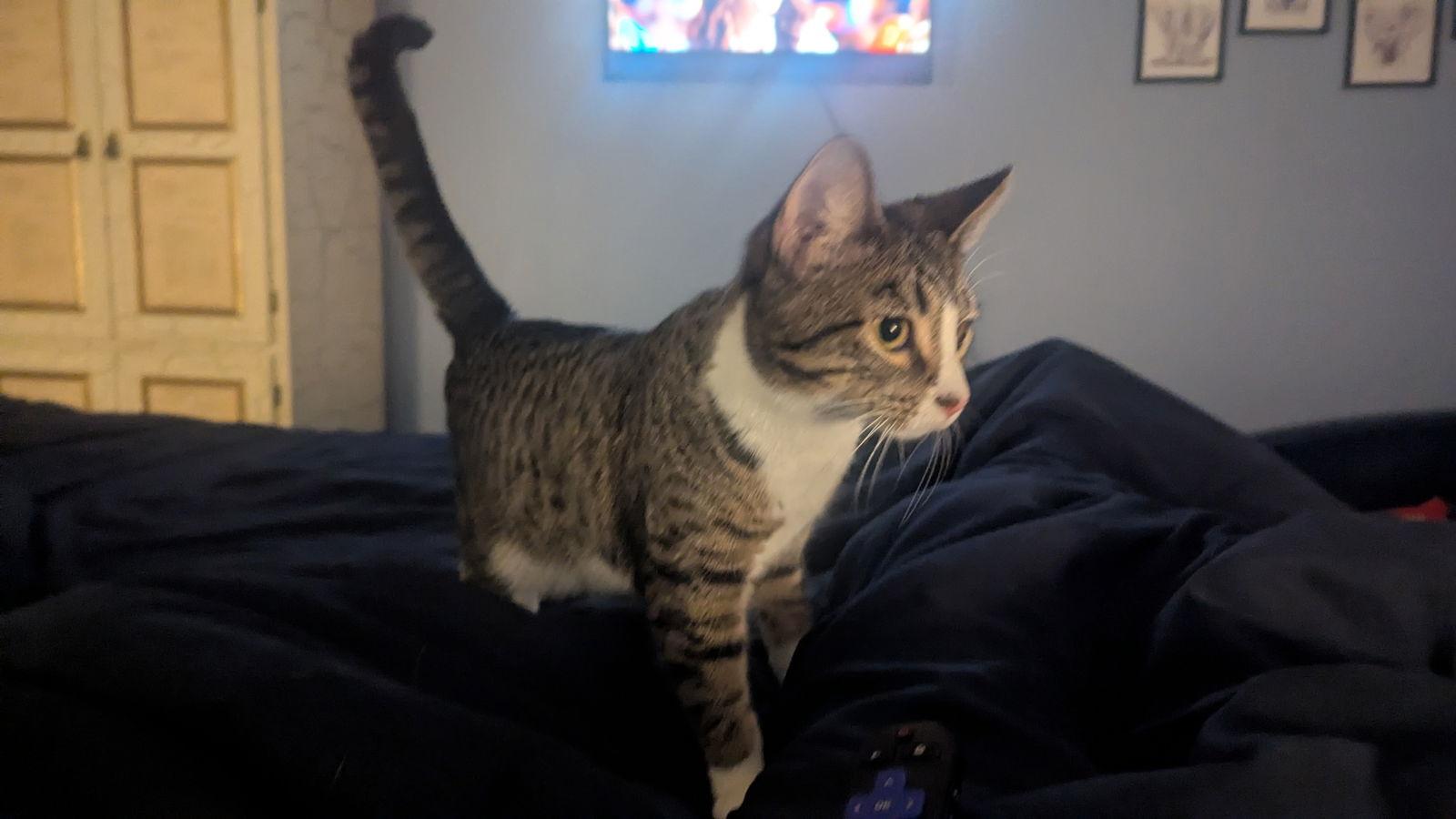 Enlarge Turkey Tina, a Adoptable Domestic Short Hair in hinckley, IL image 3/3