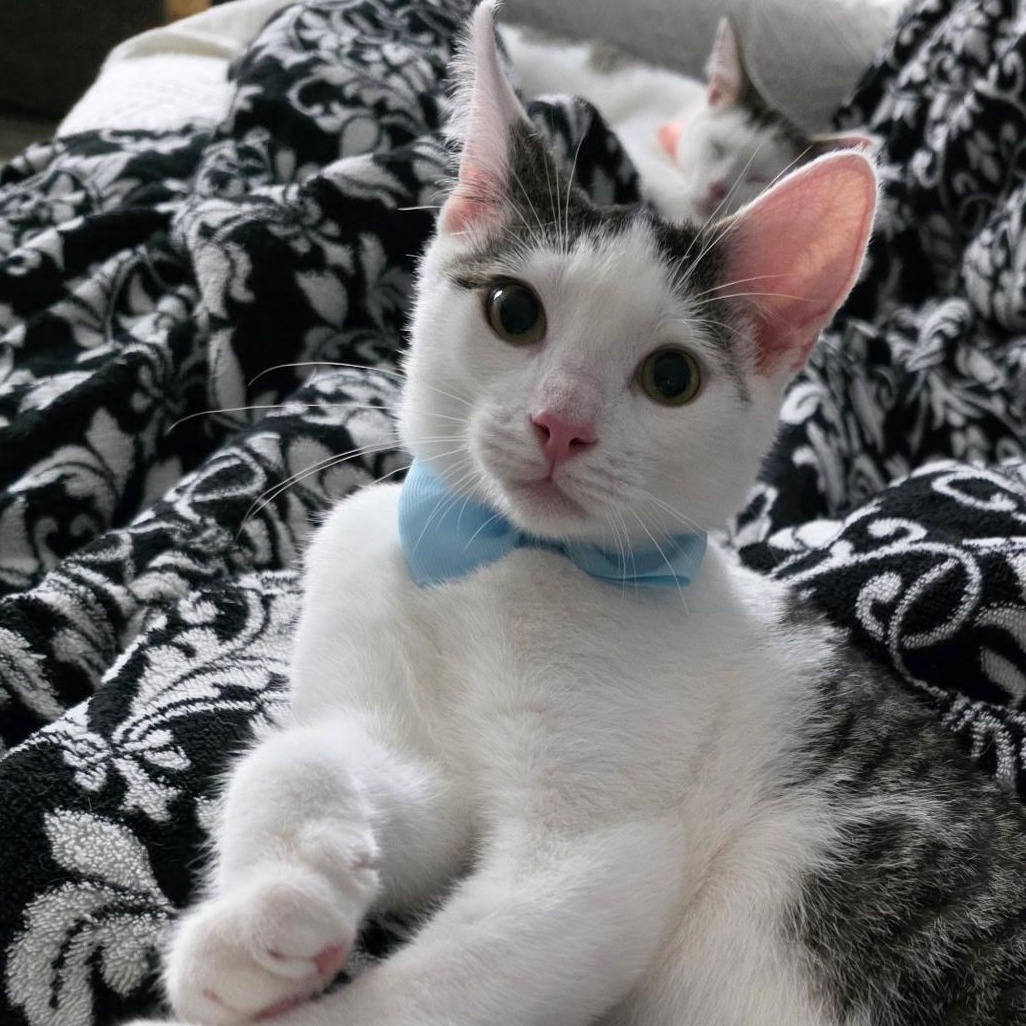 Bic, Adoptable, Kitten Male Domestic Short Hair.