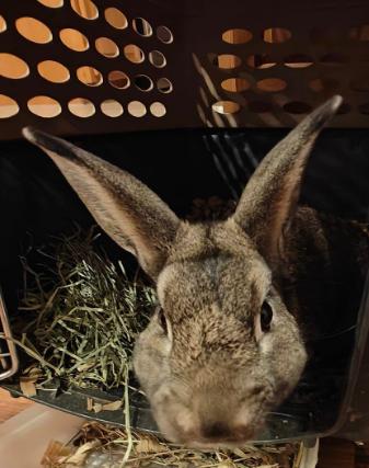 Enlarge Gunner, a Adoptable Rex in LAKE ARIEL, PA image 1/1
