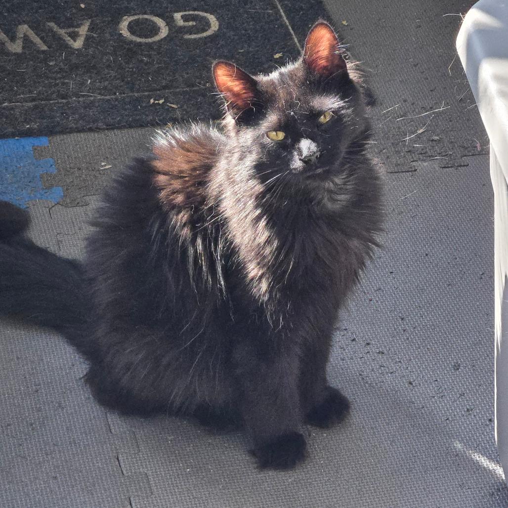 Leonardo, Adoptable, Adult Male Domestic Medium Hair.