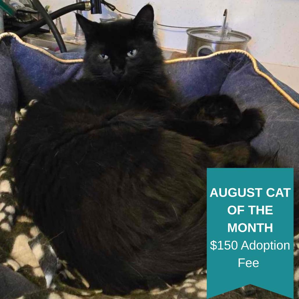 Leonardo, a Adoptable Domestic Medium Hair in Inver Grove Heights, MN image 2/6