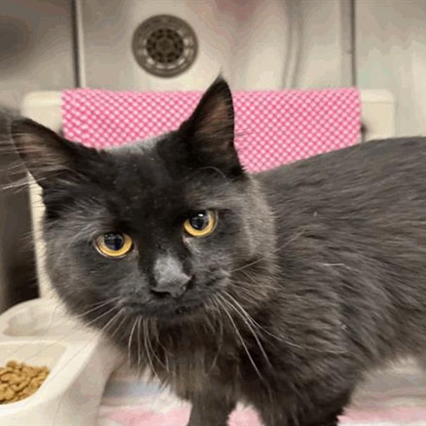 Leonardo, Adoptable, Adult Male Domestic Medium Hair.