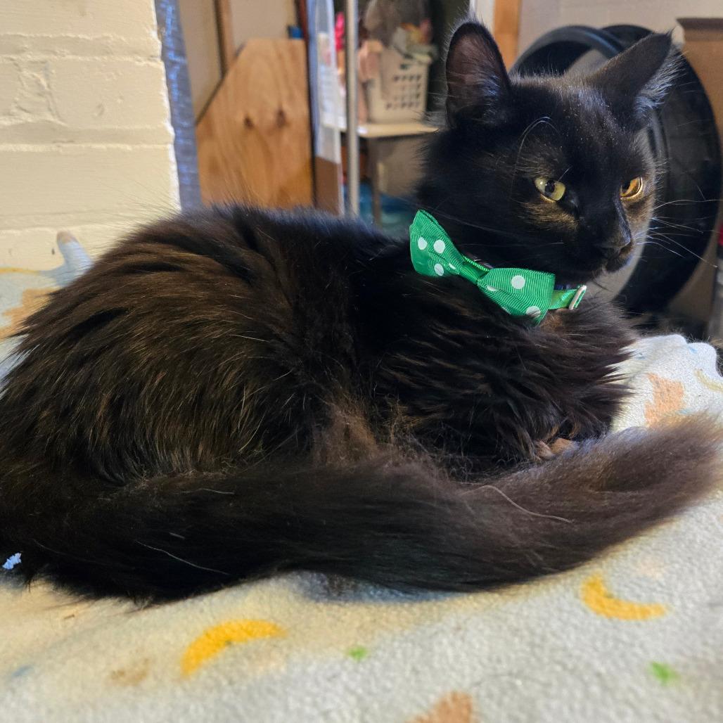 Enlarge Leonardo, a Adoptable Domestic Medium Hair in Inver Grove Heights, MN image 3/6